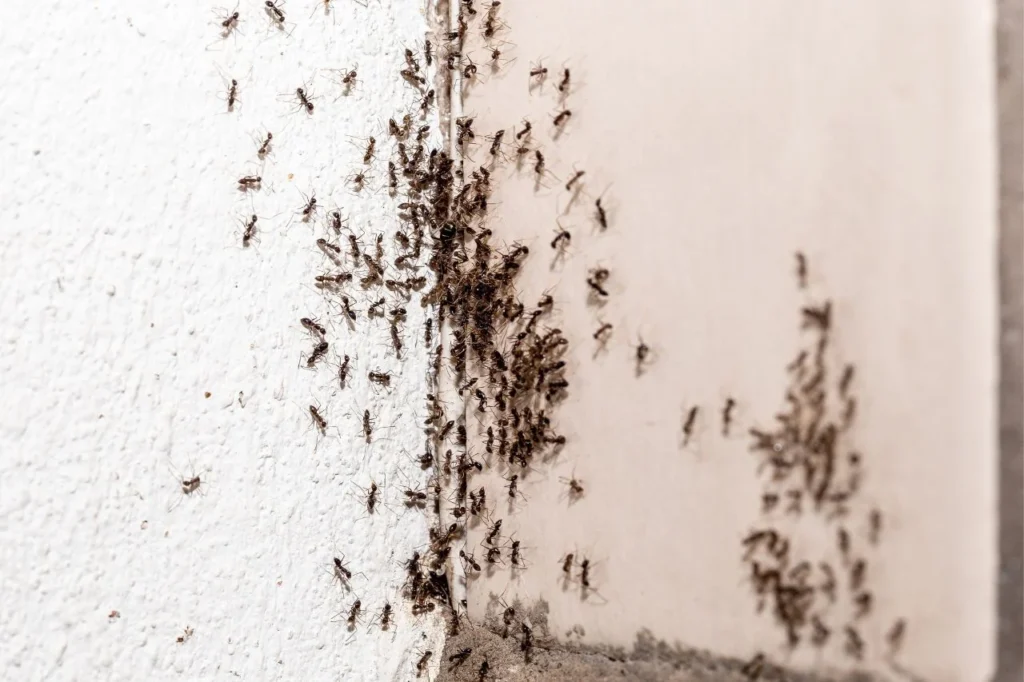 ant extermination