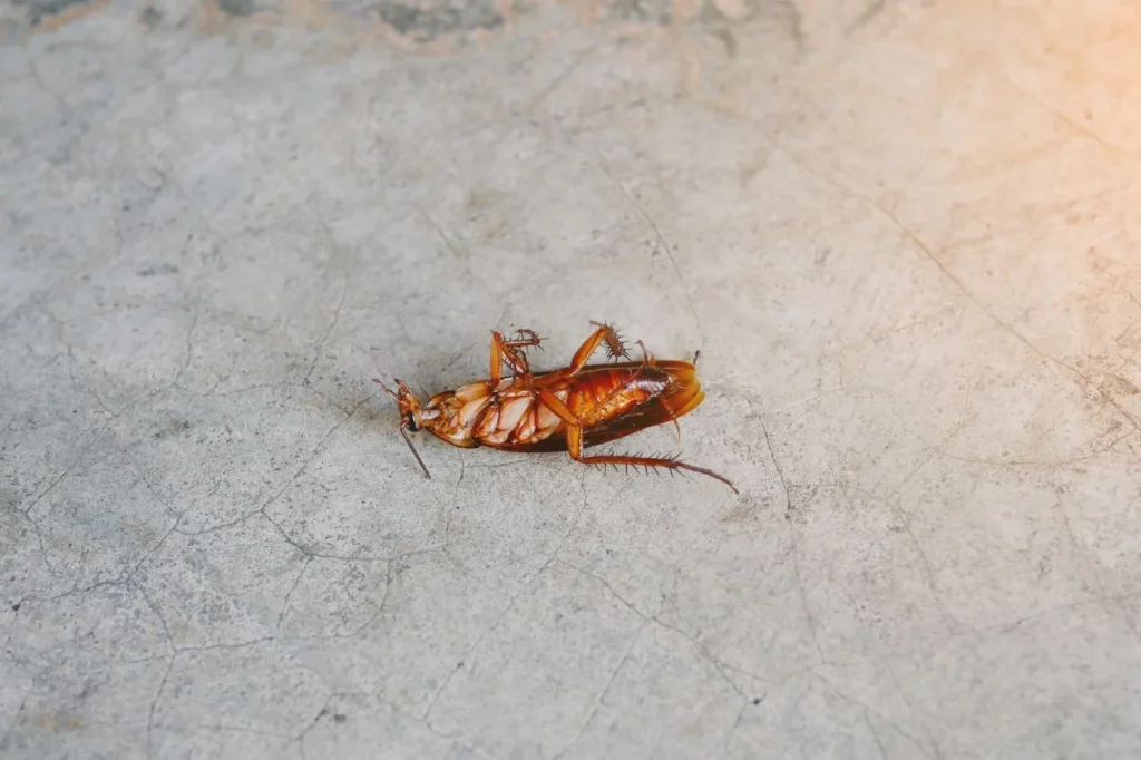 roach extermination