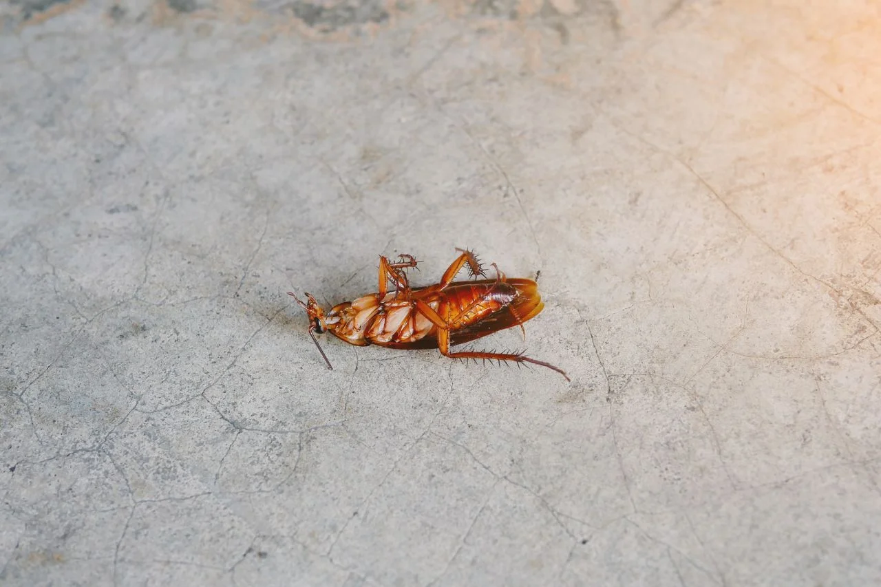 roach extermination