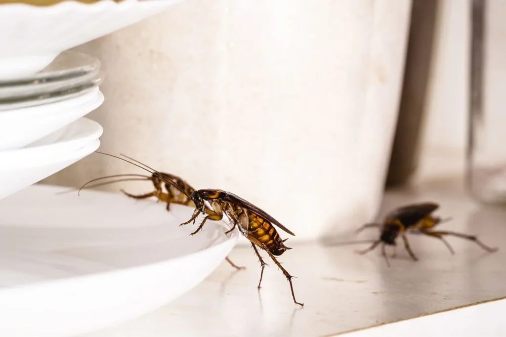roach prevention
