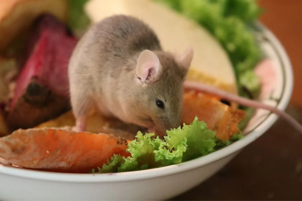 rodent prevention