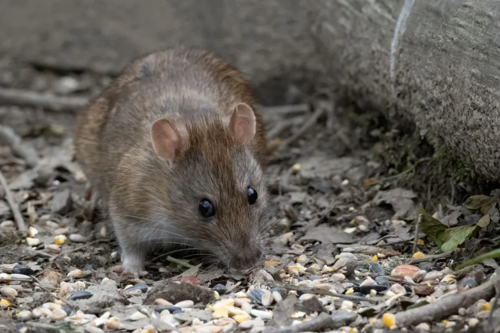rodent sealing